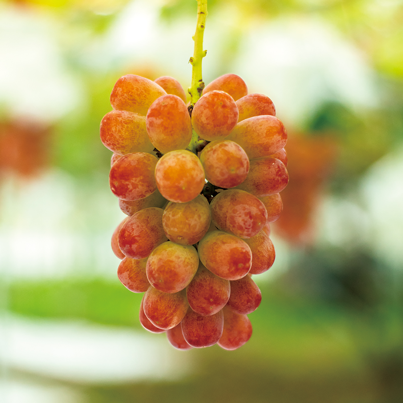 紅緋 | 飯塚果樹園